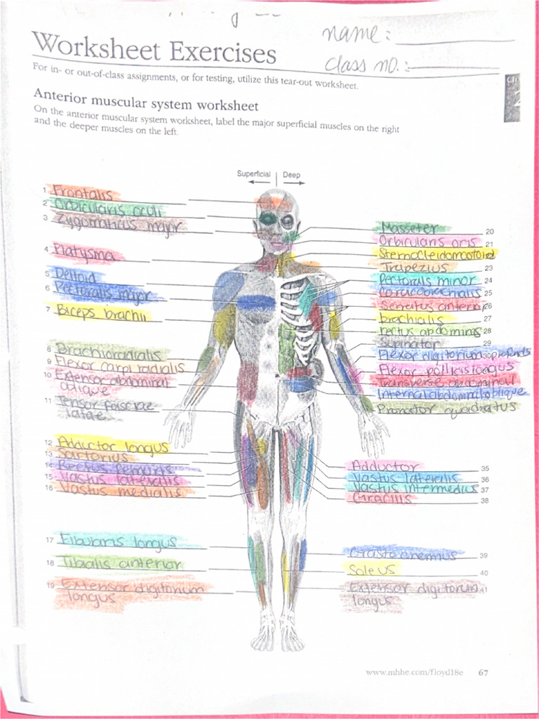 Muscle | PDF