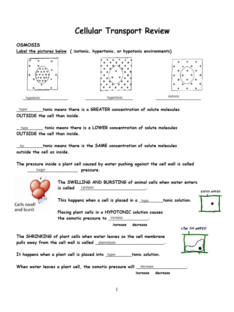 Mishika Gautam - Cell Transport Review Worksheet - Pdf.kami | PDF ...