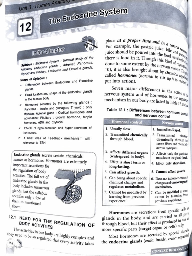 Endocrine System Overview and Functions | PDF | Endocrine System | Insulin
