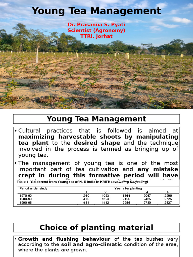 Young Tea Management Techniques | PDF | Mulch | Pruning