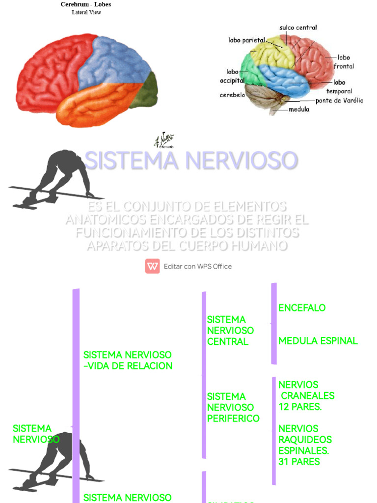 Estructura y Función del Sistema Nervioso | PDF | Médula espinal | Axon