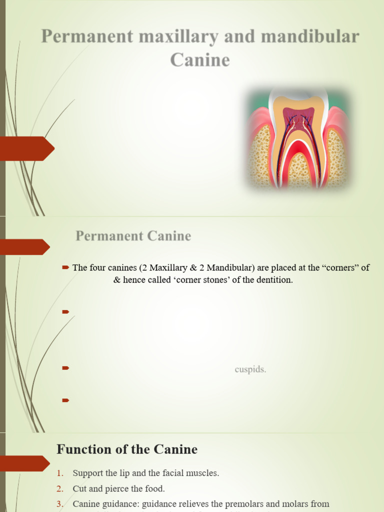 Understanding Maxillary and Mandibular Canines | PDF | Dental Anatomy ...