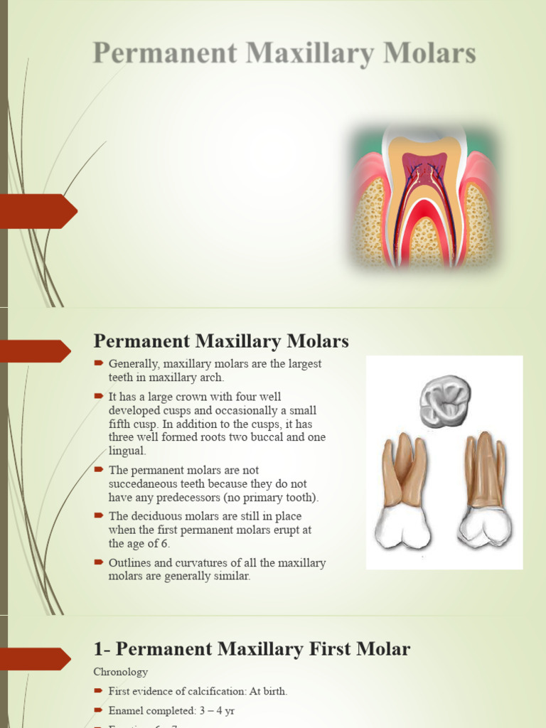 Overview of Permanent Maxillary Molars | PDF | Dental Anatomy | Animal ...