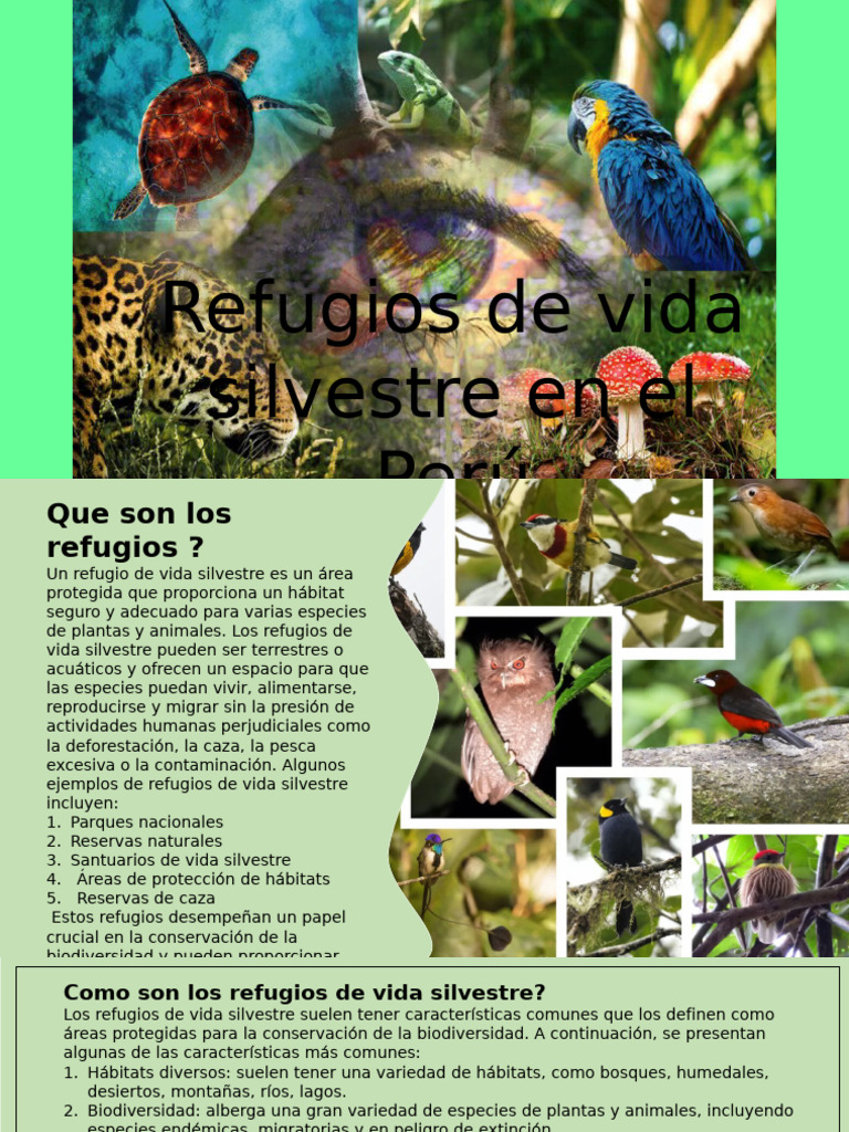 Vida Silvestre | PDF | Habitat | Fauna silvestre