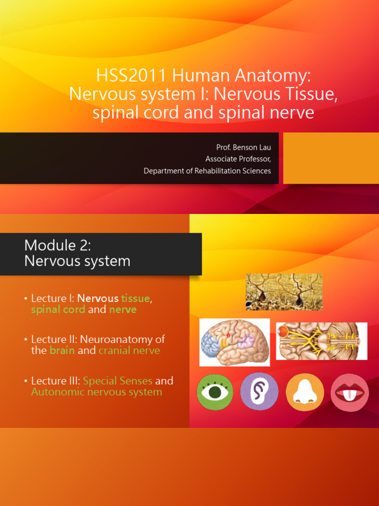 Nervous System Overview and Anatomy | PDF | Spinal Cord | Neuron