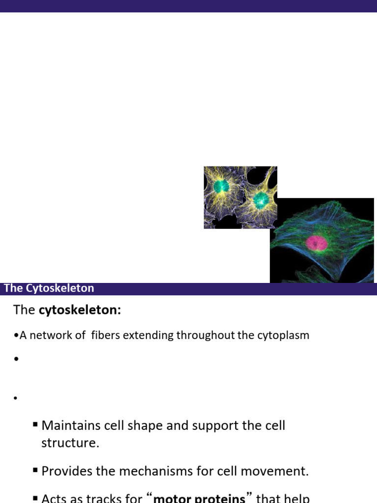 Cy to Skeleton | PDF | Cytoskeleton | Actin