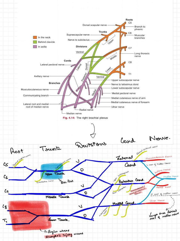 Upper Limb | PDF