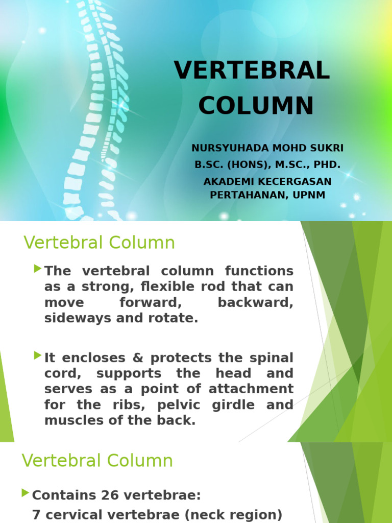 Anatomy of the Vertebral Column | PDF