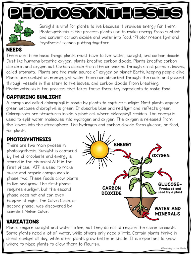 Understanding Photosynthesis Process | PDF | Photosynthesis | Plants