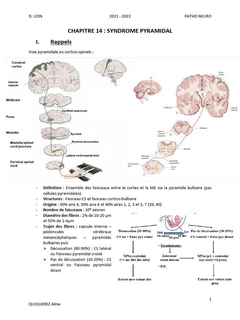 Comprendre le syndrome pyramidal | PDF | Motoneurone | Système nerveux