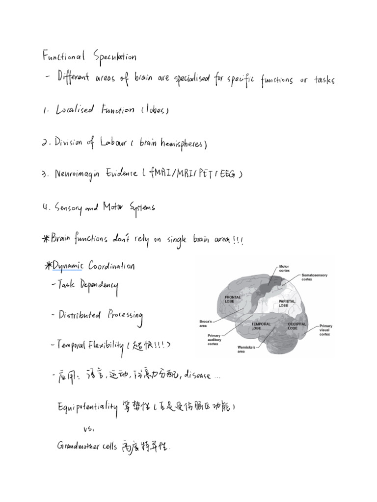 Brain Function Specialization Overview | PDF | Brain | Visual Cortex