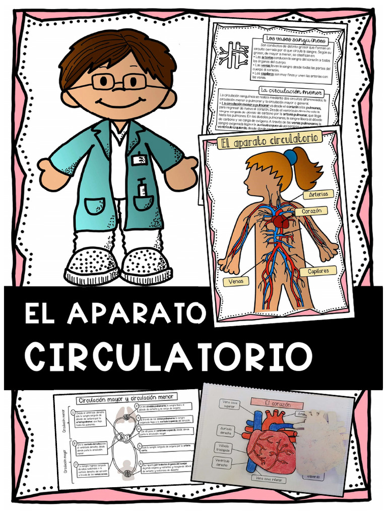 Aparato Circulatorio | PDF | Sistema circulatorio | Ventrículo (corazón)