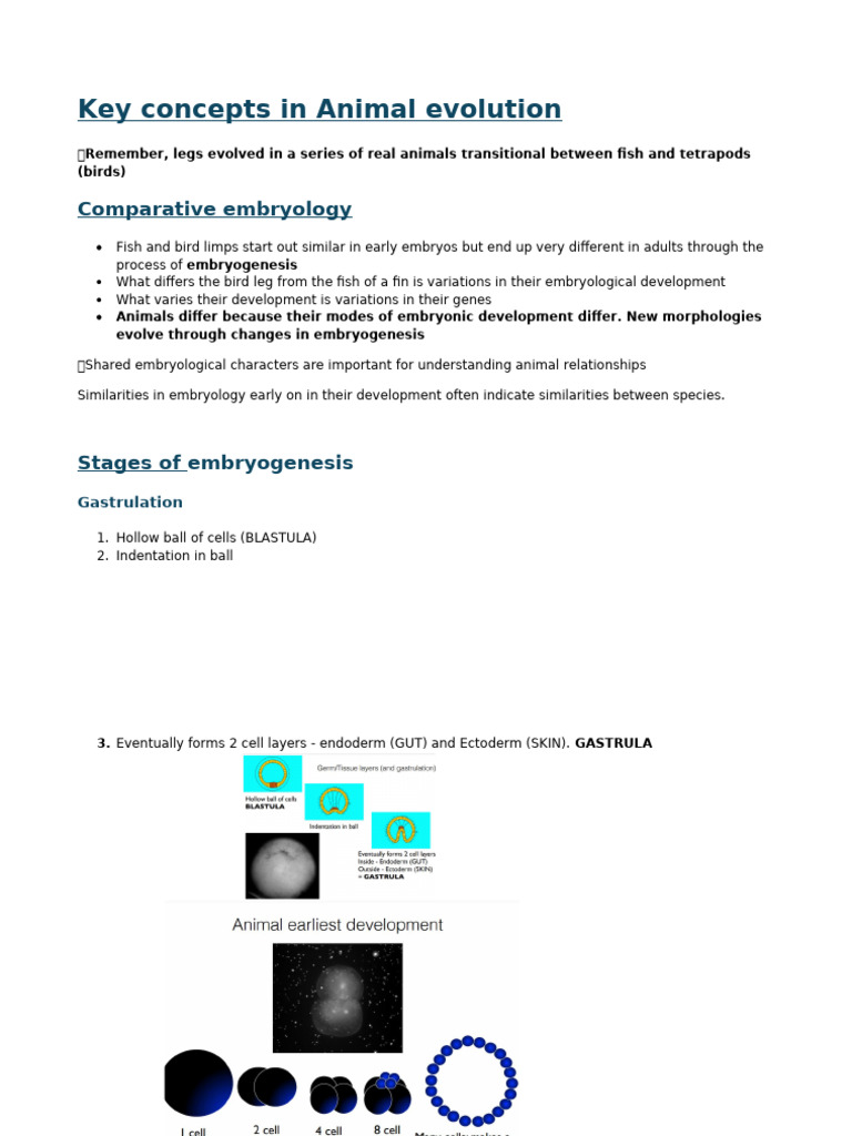 Animal Evolution: Key Embryological Concepts | PDF | Embryo | Change