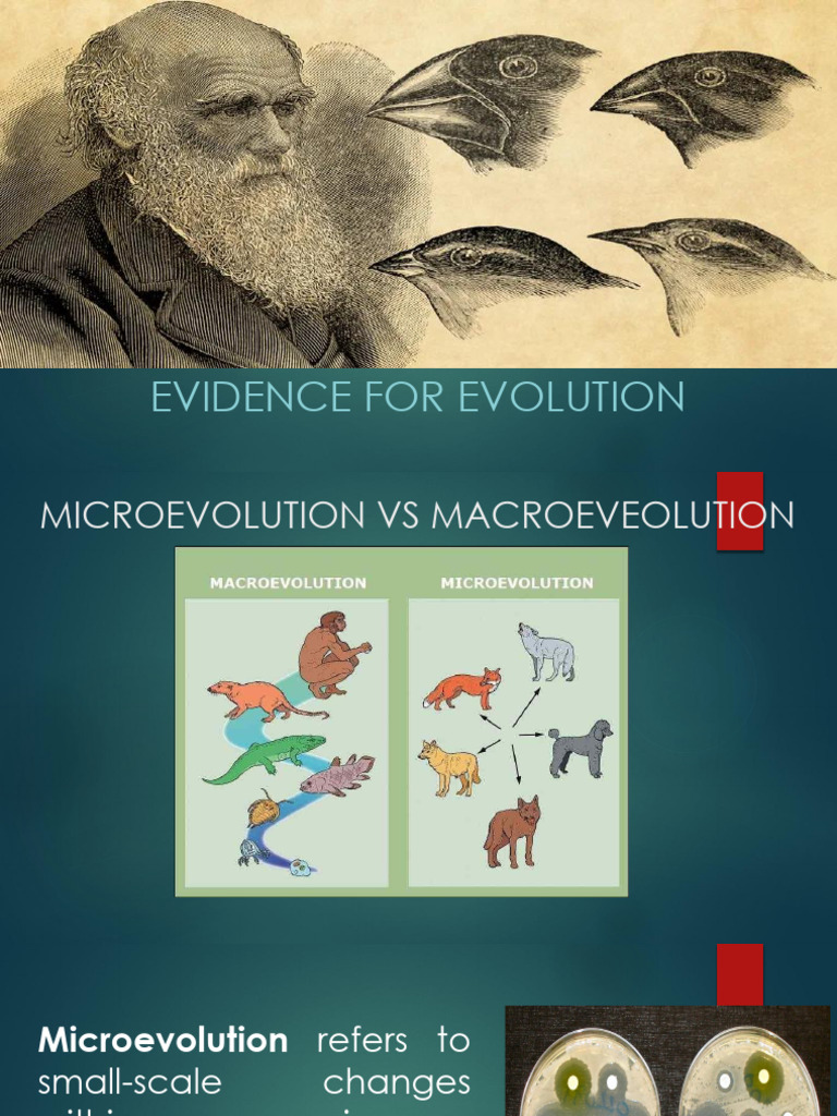 Evolution-Part-2 | PDF | Evolution | Homology (Biology)