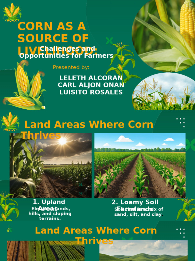 Corn Farming | PDF | Agriculture | Maize