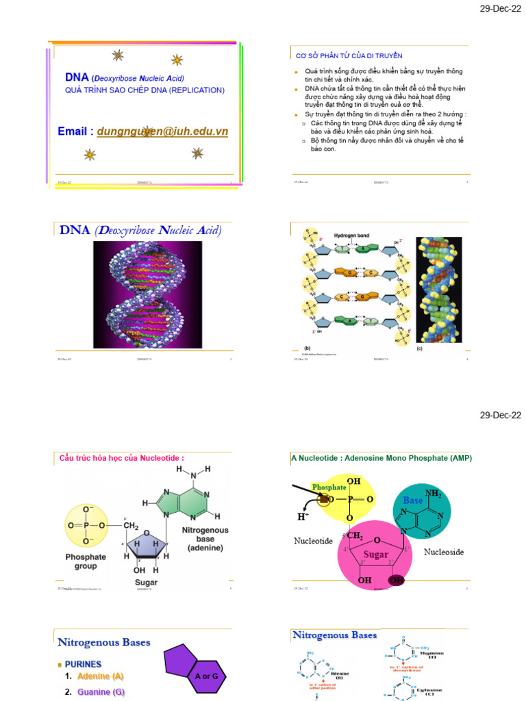 3.1. DNA Structure | PDF