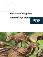 Camouflage Experts