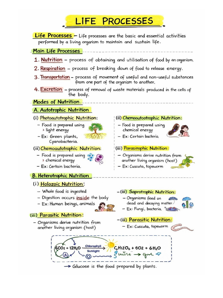 Life Processes Handwritten Style | PDF