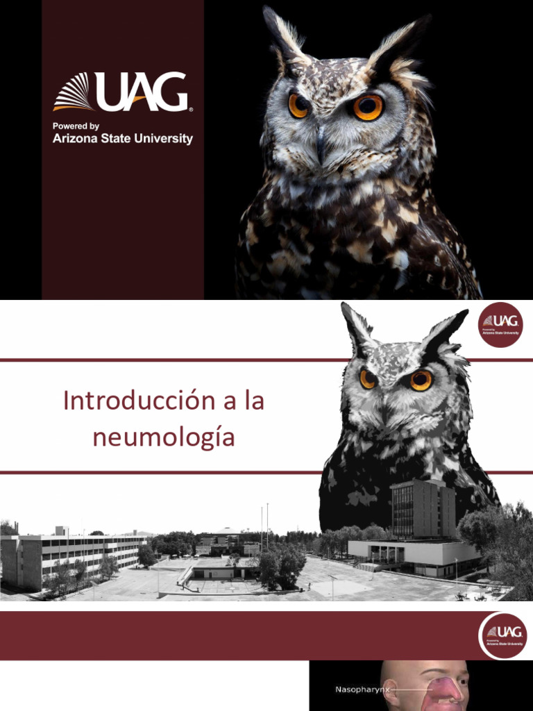 1.+Anatom%C3%ADa+del+aparato+respiratorio | PDF | Pulmón | Laringe