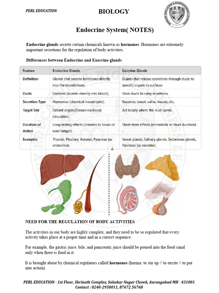 Understanding the Endocrine System | PDF | Pituitary Gland | Adrenal Gland