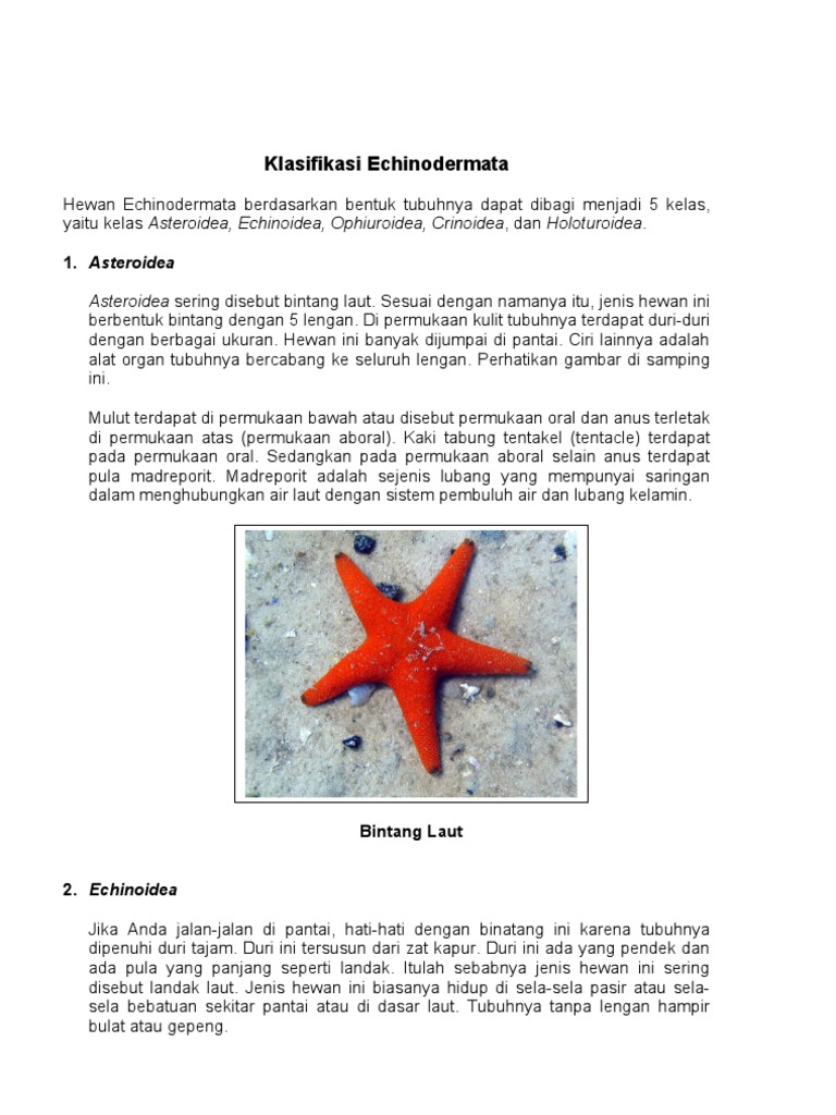 Klasifikasi Echinodermata