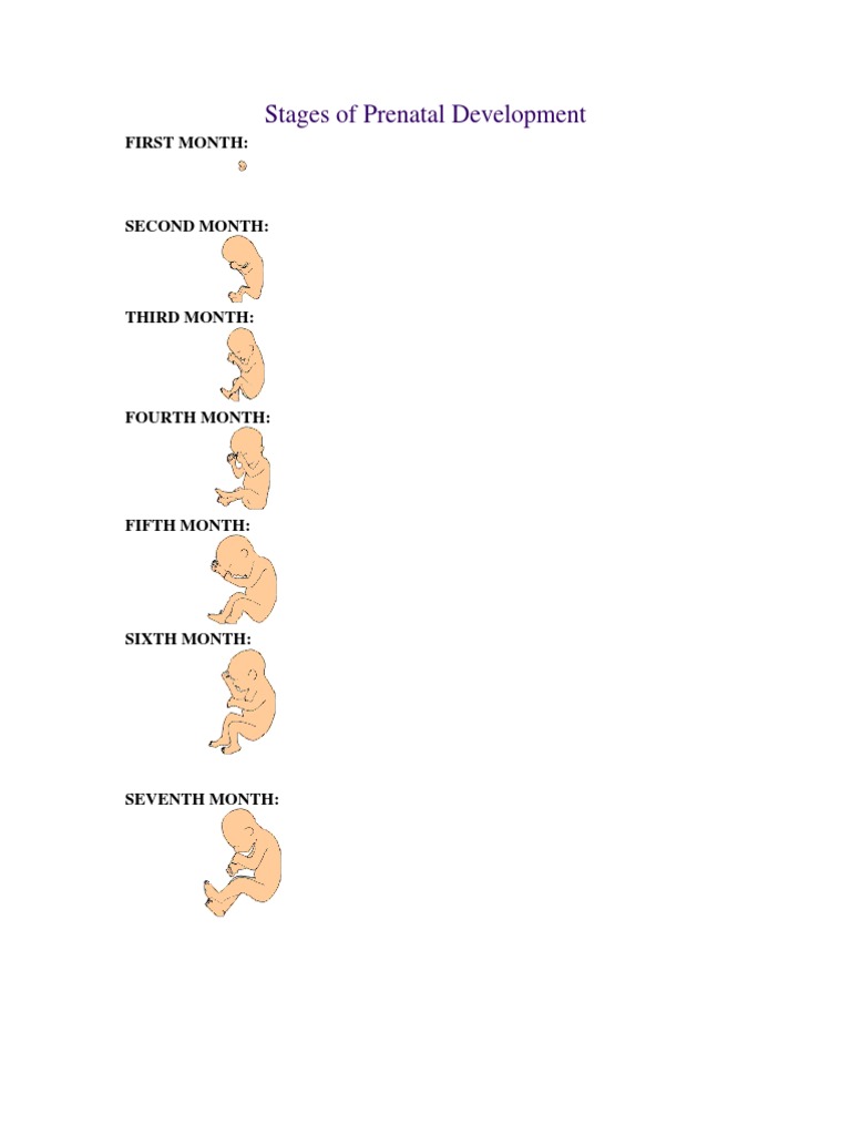Stages of Prenatal Development | PDF | Motorsport | Sports