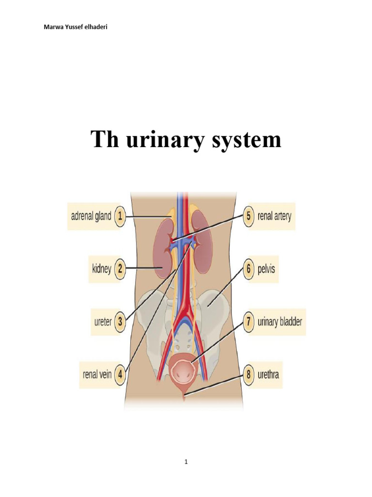 Overview of the Urinary System | PDF | Kidney | Urinary System