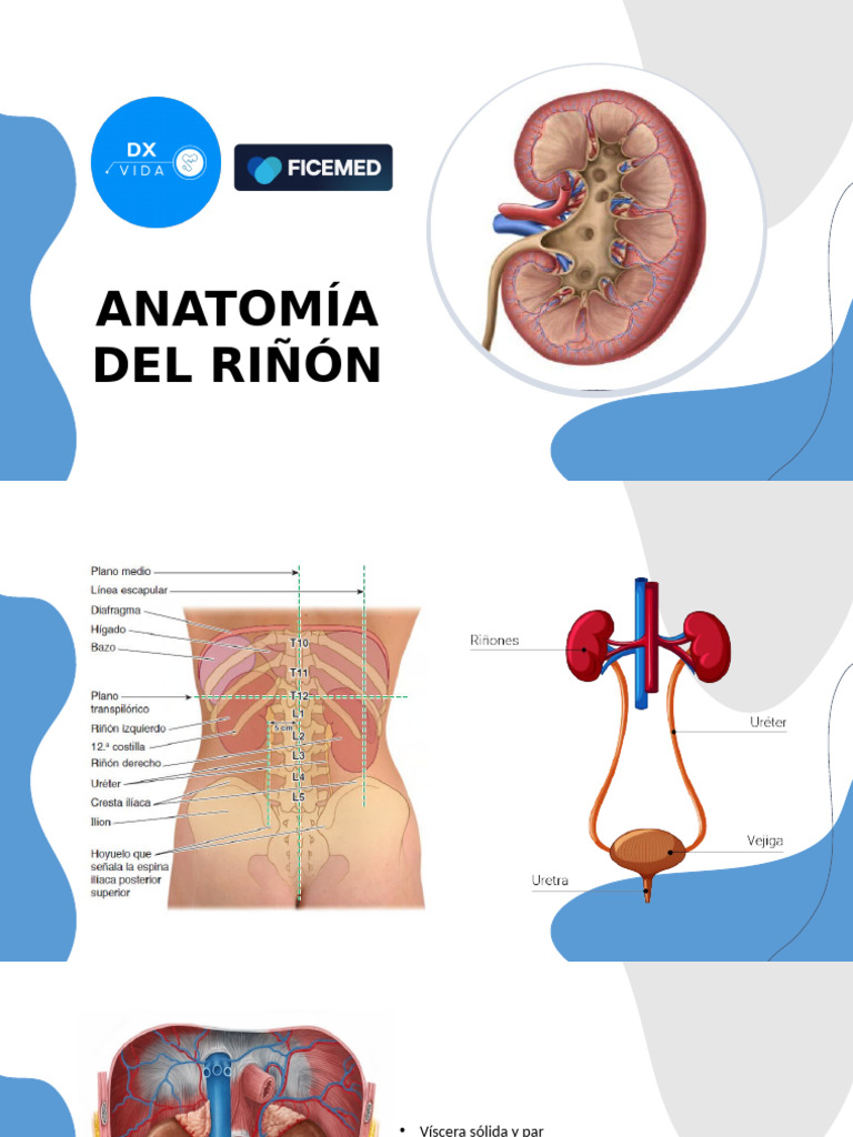 Anatomía del Riñón y su Ubicación | PDF