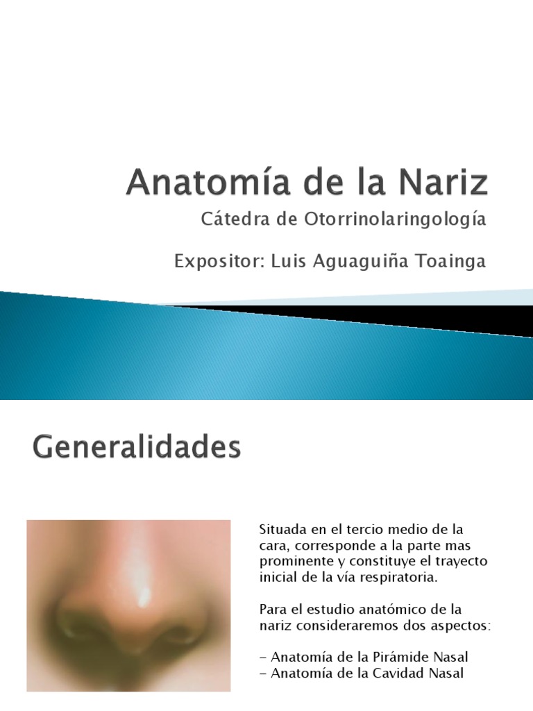 Anatomía de La Nariz | PDF | Anatomía de los primates | Cabeza y cuello ...