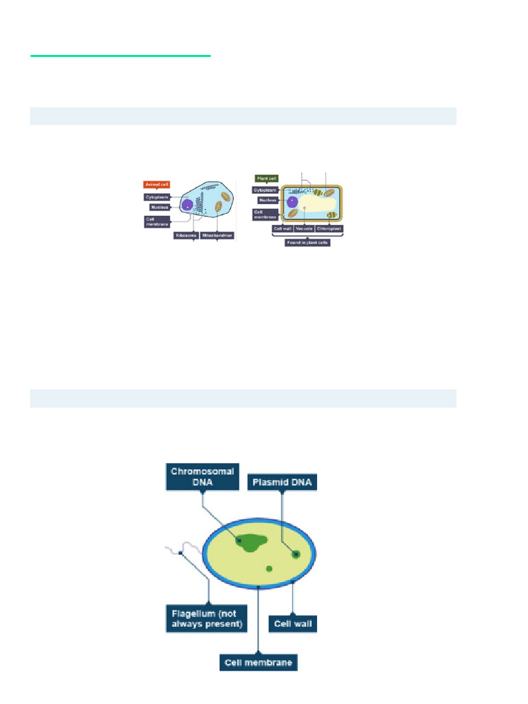 Eukaryotic vs Prokaryotic Cells Explained | PDF | Cell (Biology ...