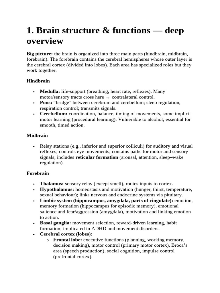 Brain Structure and Development Overview | PDF | Neuroplasticity ...