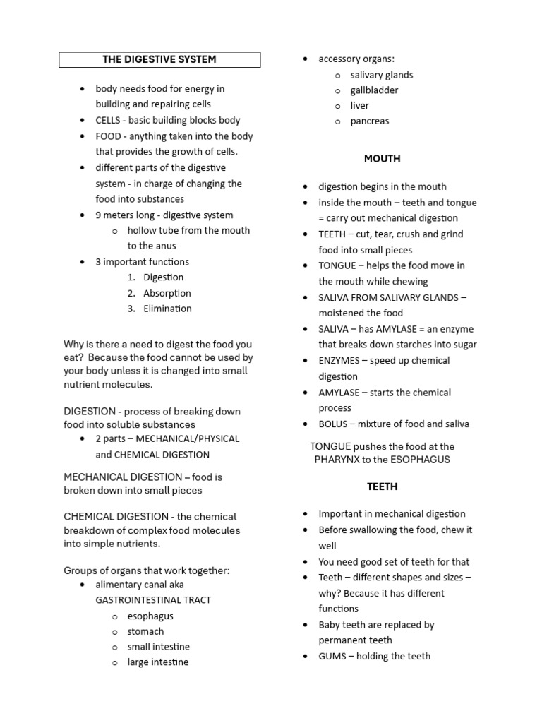 The Digestive System | PDF | Digestion | Human Digestive System
