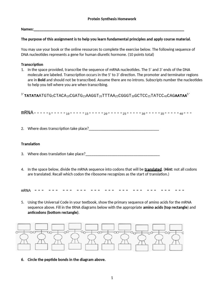 Protein Synthesis Homework Assignment | PDF | Translation (Biology ...