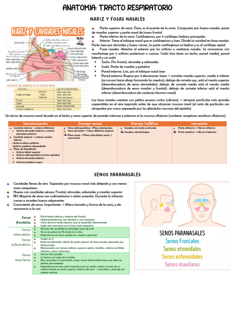 Anatomía de Nariz y Vías Respiratorias | PDF | Nariz humana | Laringe