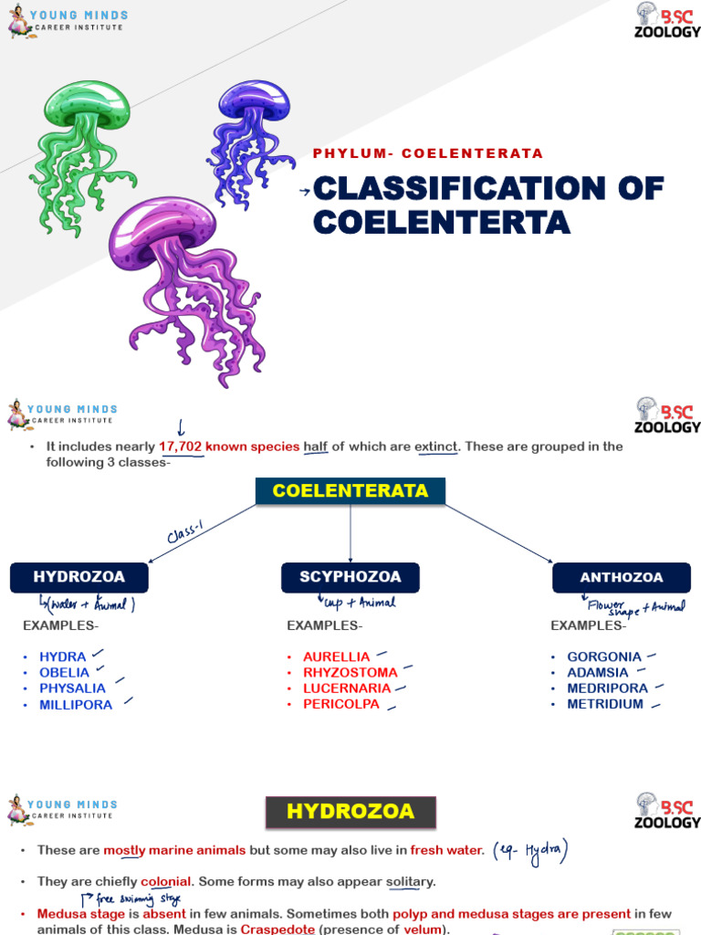 Coelenterata Phylum Classification Guide | PDF | Venomous Animals ...