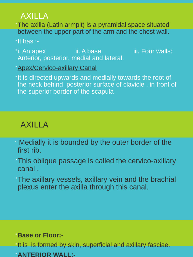 Anatomy of the Axilla Explained | PDF
