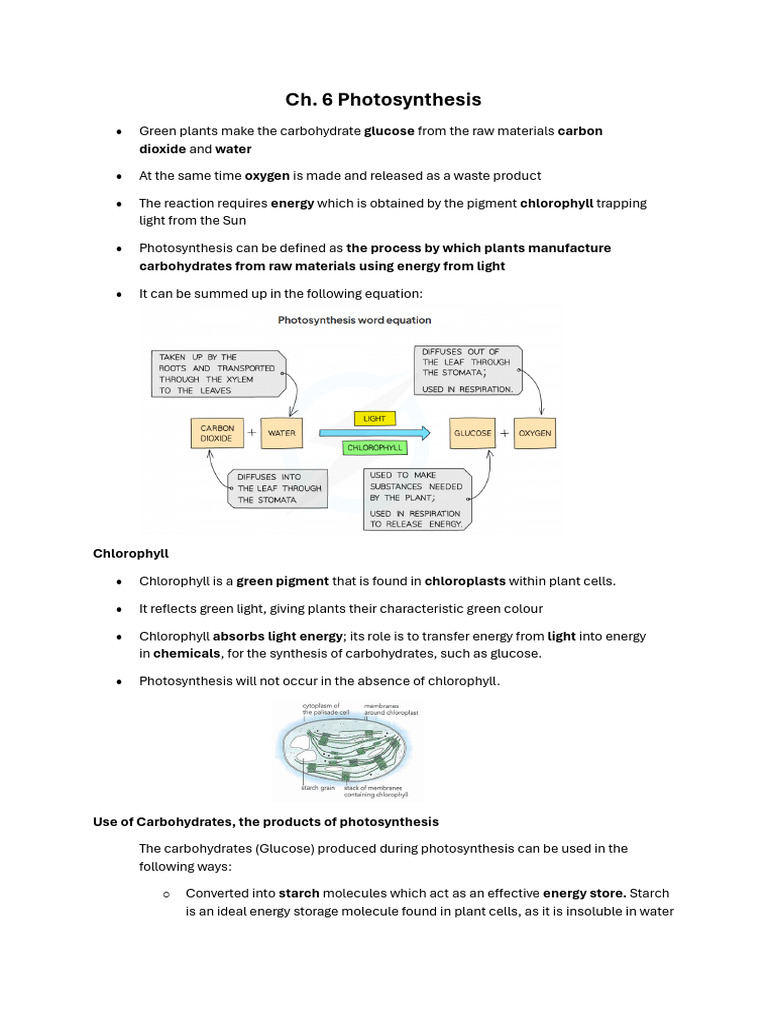 Understanding Photosynthesis Process | PDF | Photosynthesis | Carbohydrates