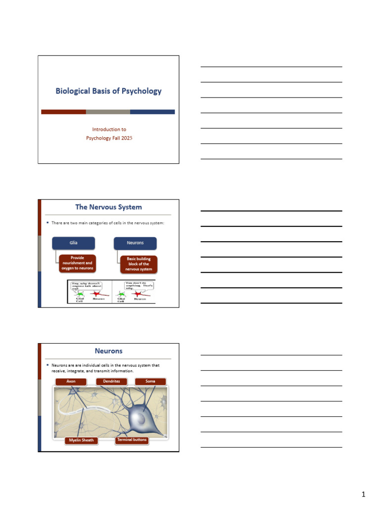 Nervous System and Brain Overview | PDF | Neuron | Nervous System