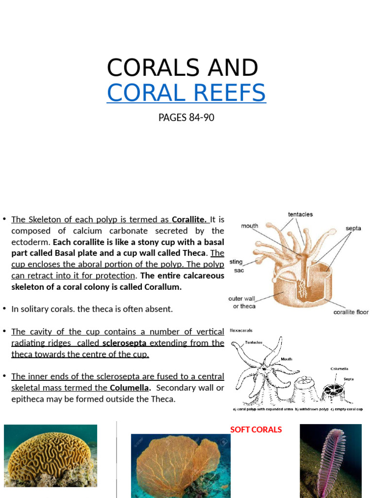 Understanding Coral Reefs and Their Threats | PDF | Coral Reef | Coral