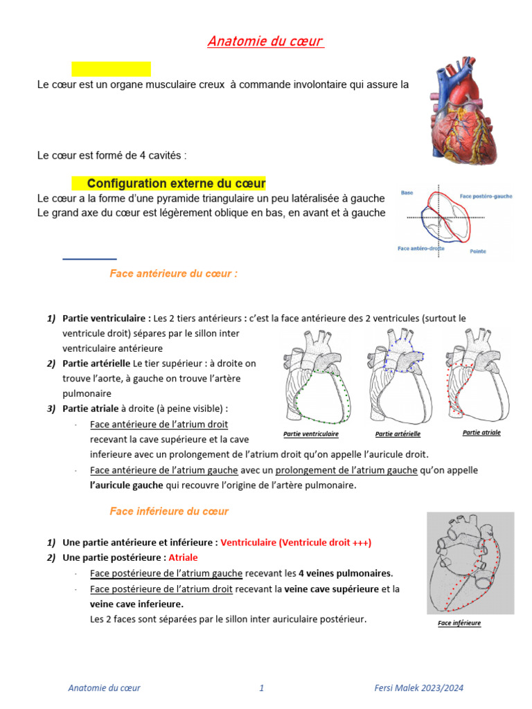 Anatomie détaillée du cœur humain | PDF | Ventricule cardiaque | Atrium ...