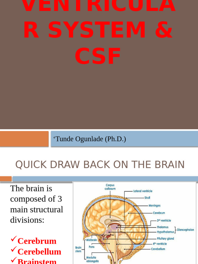 Brain Ventricular System Overview | PDF | Cerebrospinal Fluid | Nervous ...