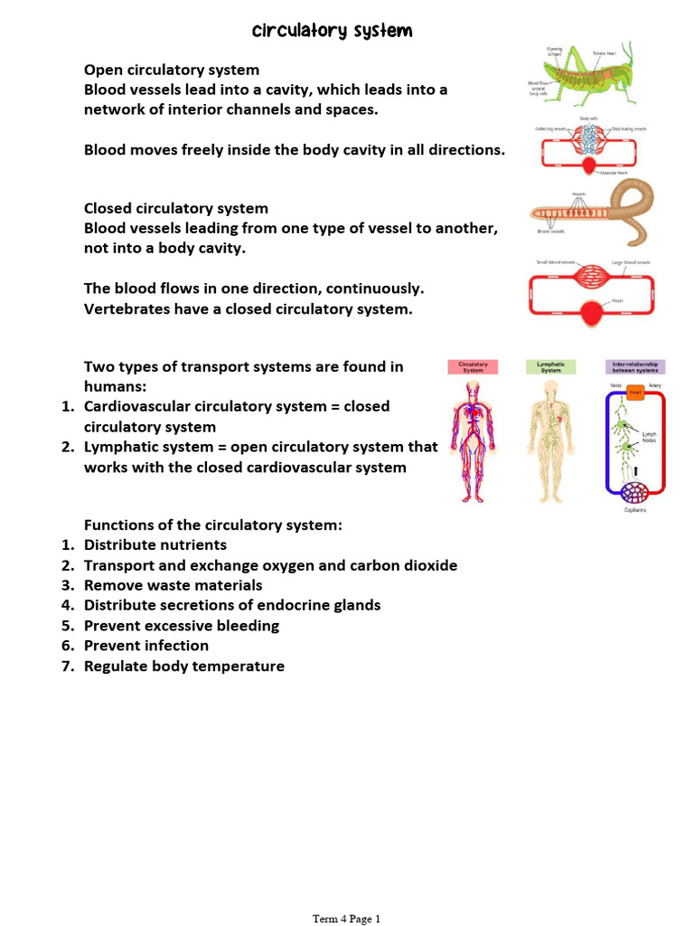 Circulatory System Grade 10 | PDF | Heart Valve | Atrium (Heart)