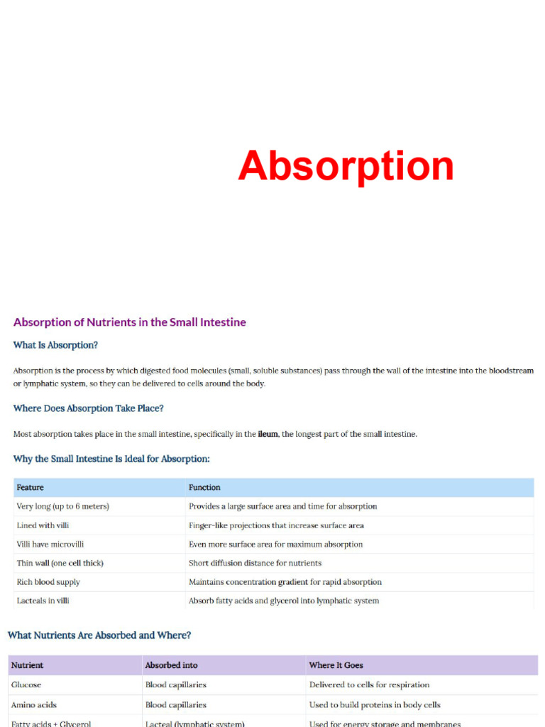 Small Intestine & Absorption | PDF