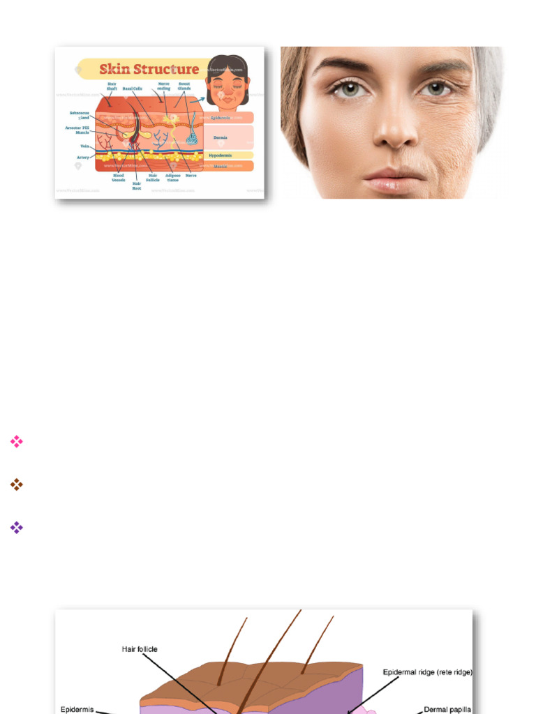 Biochemistry of Skin and Aging Factors | PDF | Epidermis | Skin