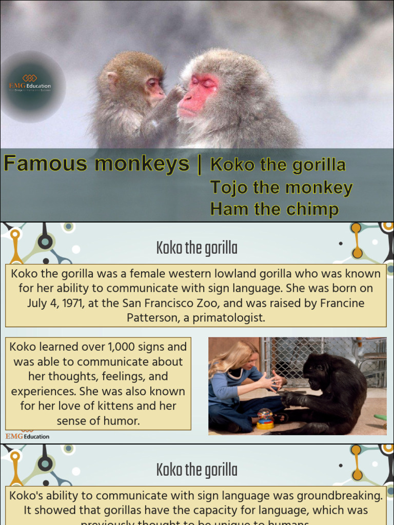 Koko the Gorilla: Sign Language Pioneer | PDF | Spaceflight | Human ...