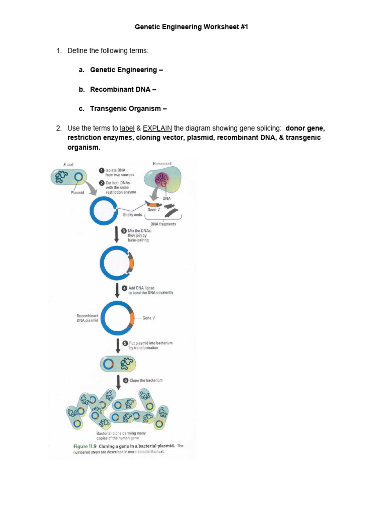Genetic Engineering Worksheet | PDF
