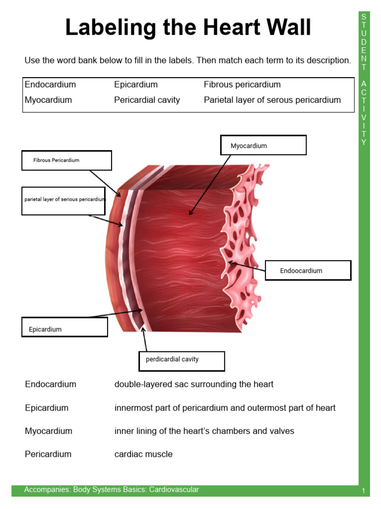 Kami Export - Evolett Garza Arreola - Cardiovascular System Labeling ...