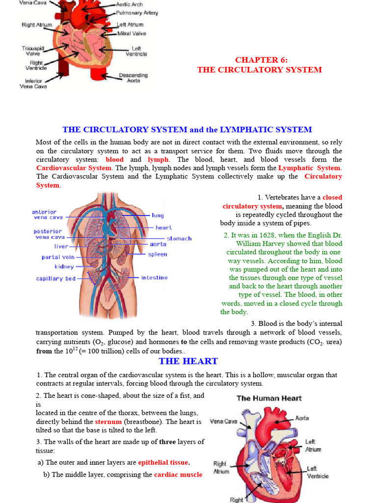 Understanding the Circulatory System | PDF | Heart Valve | Heart