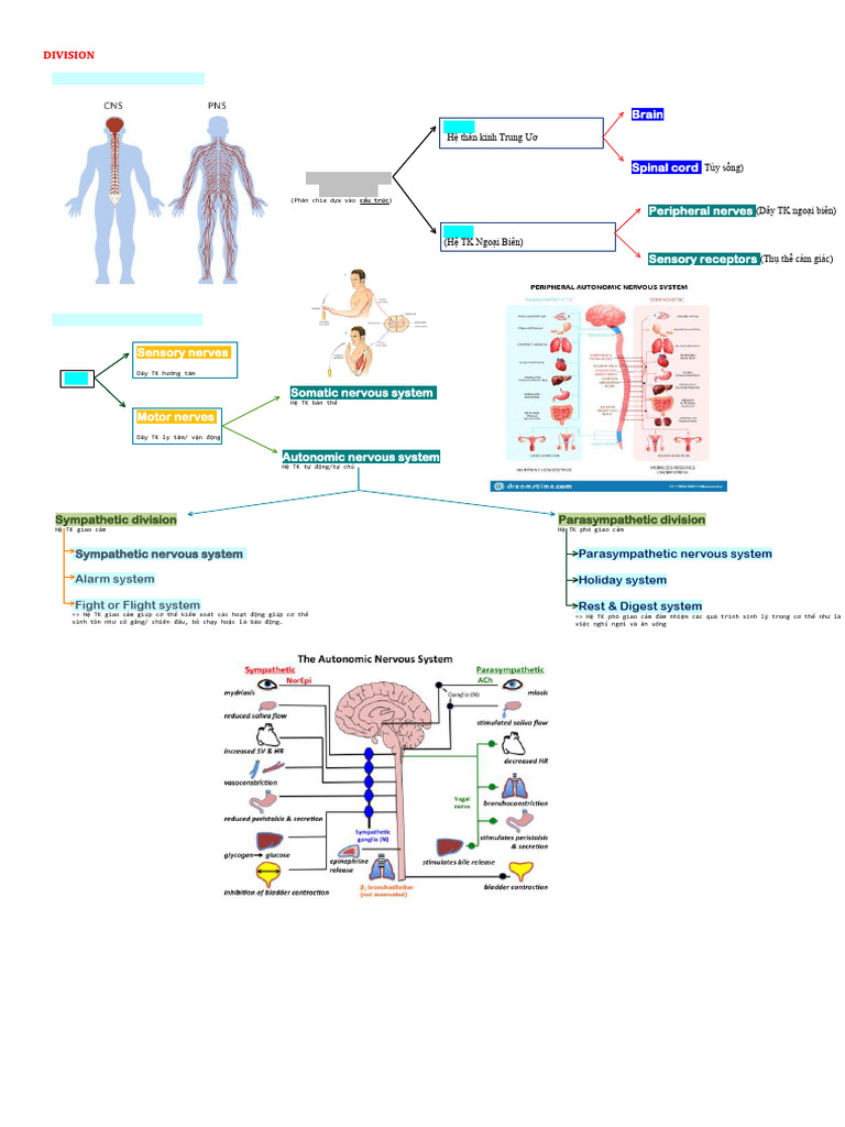 Me-Nervous System | PDF