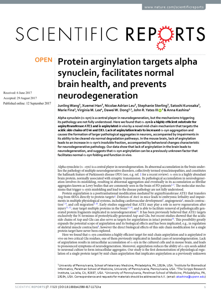 Protein Arginylation Targets Alpha Synuclein, Facilitates Normal Brain ...